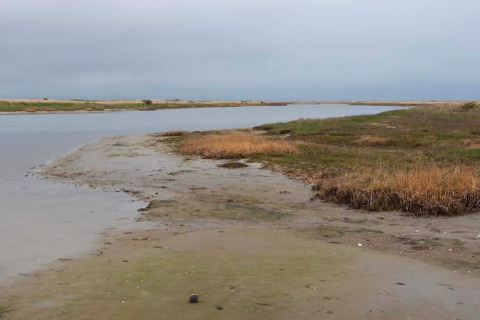 Tranquil shoreline with shallow water and grasses near Læsø, Denmark, beneath an overcast sky.