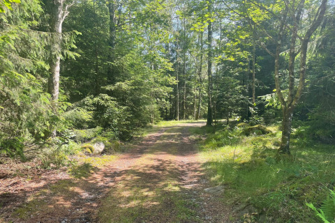 Solrig skovsti tæt på Peaceful Cabin nær Furufjall Trail i Sverige, omgivet af grøn vegetation.