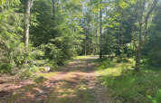 Sendero soleado en el bosque cerca de la Peaceful Cabin junto al Furufjall Trail en Suecia.