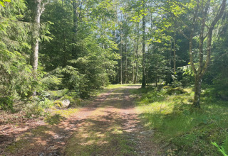 Sentier forestier ensoleillé près de la Peaceful Cabin près du Furufjall Trail en Suède.
