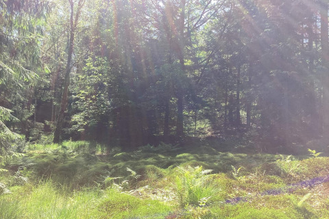 Sonnenstrahlen fallen durch einen ruhigen, grünen Wald in der Nähe des Furufjall-Trails in Schweden.