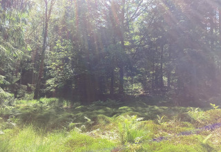 Zonnestralen vallen door een vredig groen bos nabij het Furufjall-pad in Zweden, dicht bij een hut.