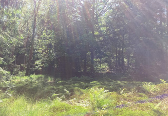 Rayos de sol iluminan un tranquilo bosque verde cerca del Furufjall Trail, Suecia, junto a una cabaña.