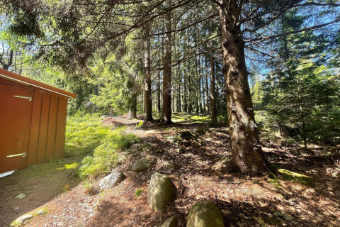 Vista soleada del bosque junto a una cabaña roja cerca del sendero Furufjall en Suecia, rodeada de árboles.