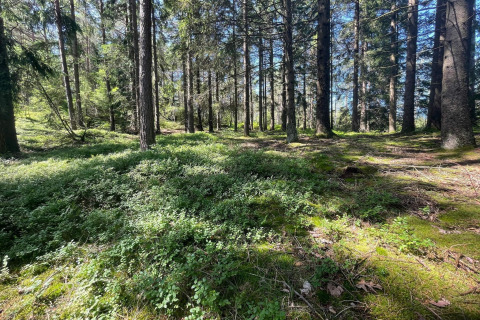 Sonnendurchfluteter Waldboden mit Moos und Pflanzen nahe der 'Peaceful Cabin' am Furufjall Trail, Schweden.