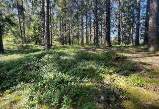 Suolo di foresta illuminato dal sole con muschio e verde vicino a 'Peaceful Cabin' sul Furufjall Trail, Svezia.