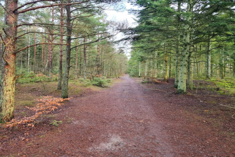 En bred jordsti snor sig gennem en grøn skov nær Seaside Bliss i Aalbæk, Danmark.