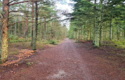 Un large chemin traverse une forêt verdoyante près de Seaside Bliss à Albaek, Danemark.