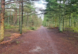 Un large chemin traverse une forêt verdoyante près de Seaside Bliss à Albaek, Danemark.