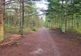 A wide dirt path winds through a green forest near Seaside Bliss in Albaek, Denmark.