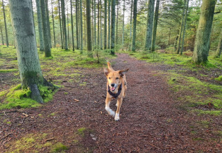 Un perro corriendo por un sendero boscoso rodeado de árboles en Seaside Bliss en Albaek, Dinamarca.