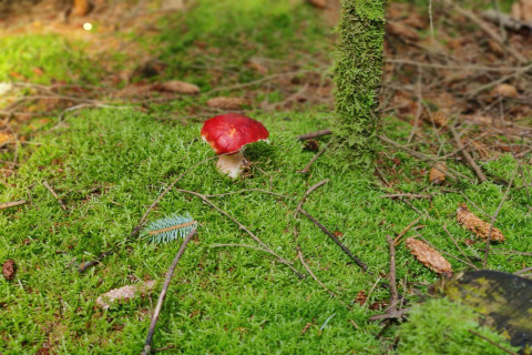 Champignon rouge poussant sur la mousse verte au pied d’un arbre à Seaside Bliss à Albaek, Danemark.