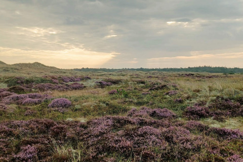Heidelandschaft mit violetten Sträuchern und Wiesen am Abendhimmel bei Seaside Bliss in Albaek, Dänemark.