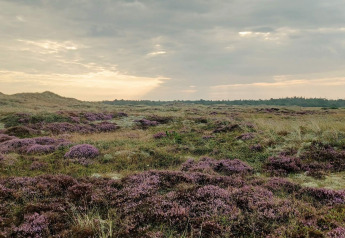 Paysage de bruyère et d’herbe sous ciel nuageux au coucher du soleil près de Seaside Bliss à Albaek, Danemark.