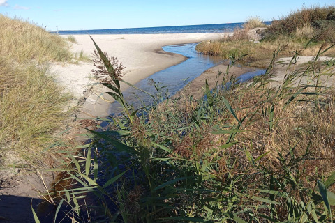 Blick auf den Strand bei Seaside Bliss in albaek, Dänemark, mit Dünen, Gras und blauen Himmel.