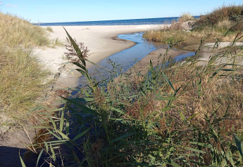 Vue de la plage près de Seaside Bliss à albaek, Danemark, avec dunes, herbes et ciel bleu.