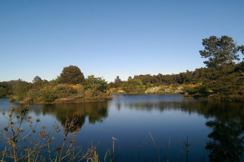 Lago tranquilo con árboles y arbustos en Seaside Bliss en Albaek, Dinamarca, bajo un cielo azul claro.