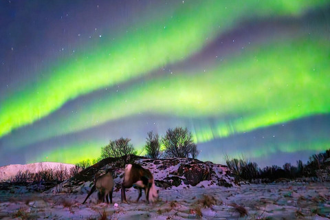 Due renne brucano sulla neve sotto l’aurora boreale presso Engvik Hytta 83699, Svezia, di notte.