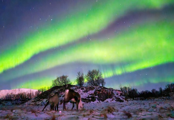 Dos renos pastan en la nieve bajo la aurora boreal en Engvik Hytta 83699 en Suecia durante la noche.