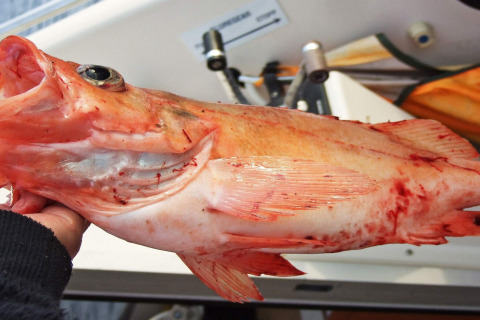 Una mano tiene un pesce rosso appena pescato vicino alla baita ENGVIK HYTTA 83699 in Svezia.