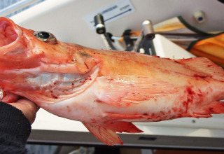 Una mano tiene un pesce rosso appena pescato vicino alla baita ENGVIK HYTTA 83699 in Svezia.