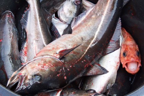 Un secchio pieno di pesci appena pescati, incluso uno rosso a bocca aperta, presso Engvik Hytta in Svezia.