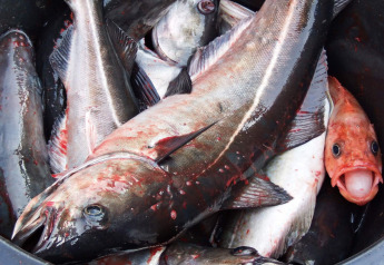 Un cubo lleno de peces recién capturados, incluyendo uno rojo con la boca abierta, en Engvik Hytta, Suecia.