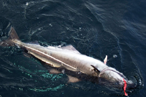 Un pesce appena pescato viene tirato fuori dall’acqua vicino alla baita ENGVIK HYTTA 83699 in Svezia.