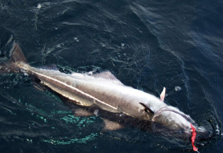Un pesce appena pescato viene tirato fuori dall’acqua vicino alla baita ENGVIK HYTTA 83699 in Svezia.