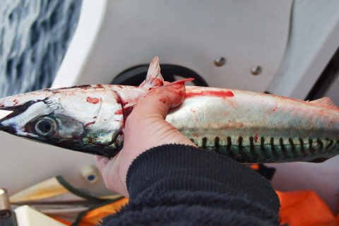 Persona che tiene un pesce appena pescato e sanguinante su una barca a Engvik Hytta 83699, Svezia.