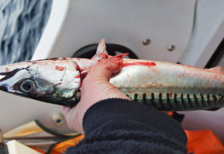 Persona che tiene un pesce appena pescato e sanguinante su una barca a Engvik Hytta 83699, Svezia.
