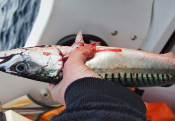 Persona sosteniendo un pez recién capturado lleno de sangre en un bote en Engvik Hytta 83699, Suecia.