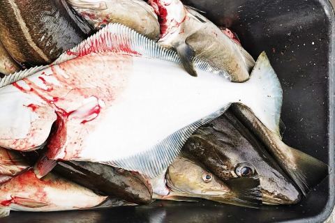 Pesci appena pescati, tra cui halibut e merluzzo, fotografati a ENGVIK HYTTA 83699 in Svezia.