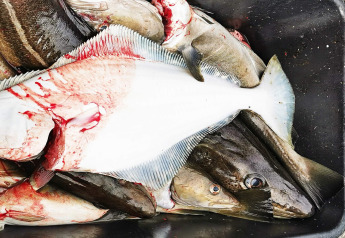 Pescado fresco capturado, incluyendo halibut y bacalao, fotografiado en ENGVIK HYTTA 83699, Suecia.