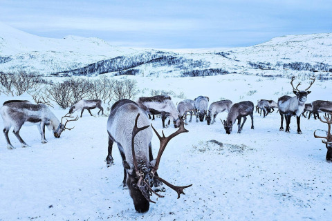 Un branco di renne pascola nella neve vicino a Engvik Hytta 83699 in Svezia, circondato da montagne innevate.