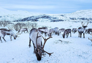 Un branco di renne pascola nella neve vicino a Engvik Hytta 83699 in Svezia, circondato da montagne innevate.
