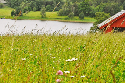 Vista di un prato con fiori selvatici, lago e baita rossa vicino a Frändefors, Svezia, durante l'estate.