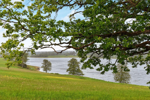 Grüne Wiese mit Bäumen am See, aufgenommen vom 4-Personen-Ferienhaus in Frändefors, Schweden.
