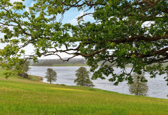 Pradera verde junto a un lago y árboles, vista desde una casa de vacaciones para 4 personas en Frändefors, Suecia.