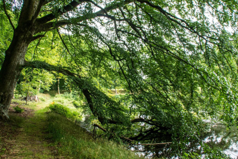Een grote boom met overhangende takken langs een bosweg bij een meer in Øster Assels, Denemarken.