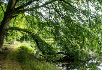 Et stort træ med lavthængende grene strækker sig over en skovsti ved en sø nær Øster Assels, Danmark.