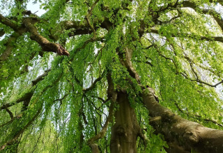 Blik omhoog door het groene bladerdak bij het vakantieverblijf in Øster Assels, Denemarken.