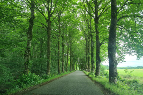 Una strada tranquilla circondata da alberi verdi vicino alla casa vacanze per 6 persone a Øster Assels, Danimarca.