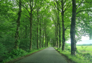 Een vredige weg met hoge groene bomen langs het 6-persoons vakantiehuis in Øster Assels, Denemarken.