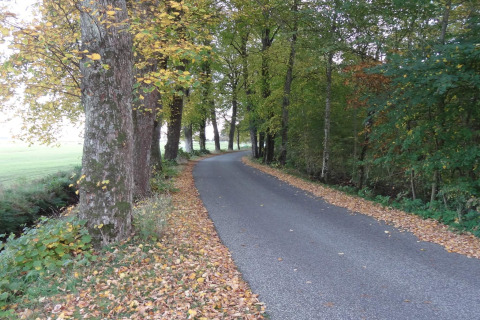 Landweg met herfstbladeren vlakbij het 6-persoons vakantiehuis in Øster Assels, Denemarken.