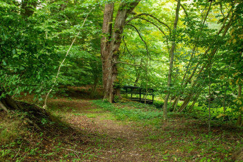 Sendero boscoso cerca de la casa «6 personas en Øster Assels», Dinamarca, con un puente entre árboles verdes.