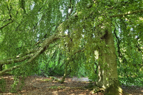 Un árbol verde y frondoso con ramas colgantes cerca de una casa de vacaciones en Øster Assels, Dinamarca.