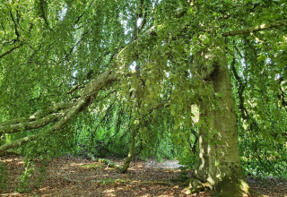 Un grande albero verde con rami penzolanti vicino a una casa vacanze a Øster Assels, Danimarca.