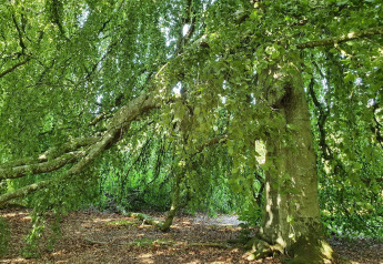 Een groene boom met hangende takken in het bos nabij een vakantiehuis voor 6 personen in Øster Assels.