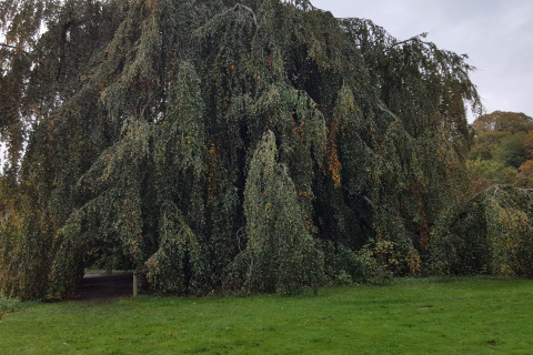 Un gran árbol frondoso con ramas colgantes junto a césped en la casa de vacaciones para 6 personas en Øster Assels, Dinamarca.